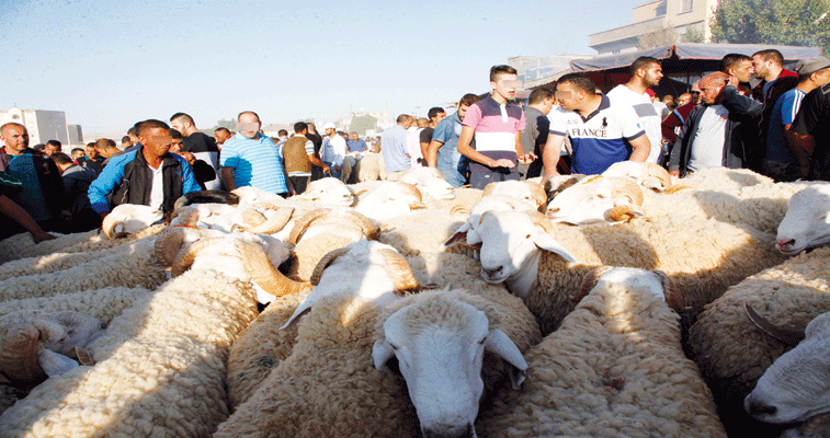 بفضل التغطية الأمنية لأسواق المواشي بالجلفة