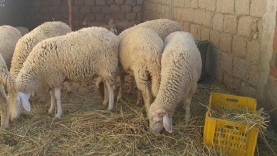 فرقة الدرك الوطني لحاسي بحبح تسترجع أغنام كانت مسروقة.