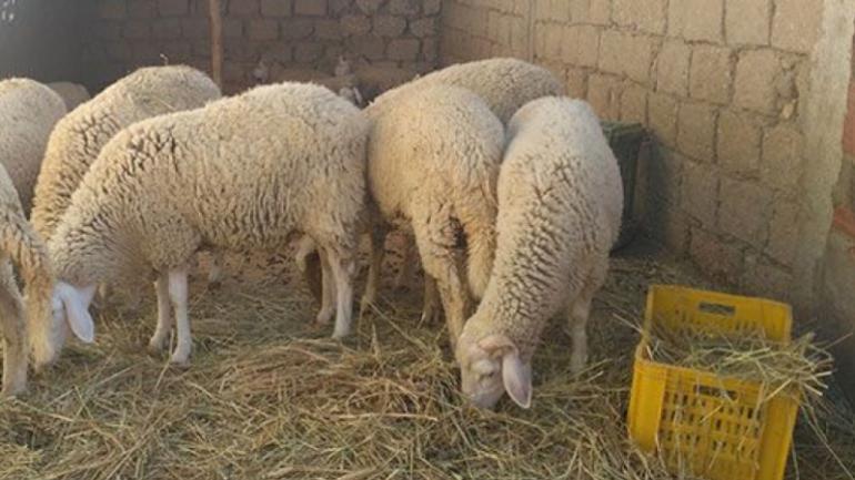 فرقة الدرك الوطني لحاسي بحبح تسترجع أغنام كانت مسروقة.