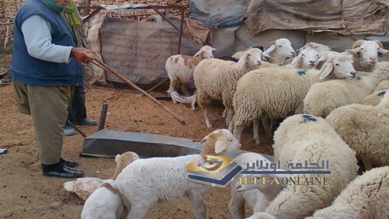 اعلان انطلاق حملة التلقيح للمواشي لموسم 2017