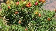 غرس شجرة الأركان التي أوصى بها الرئيس عبد المجيد تبون