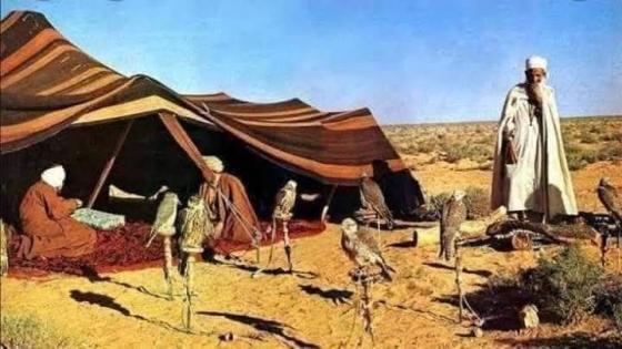 الجلفة تحلّق… الصقارة إرثٌ لا يُقهر